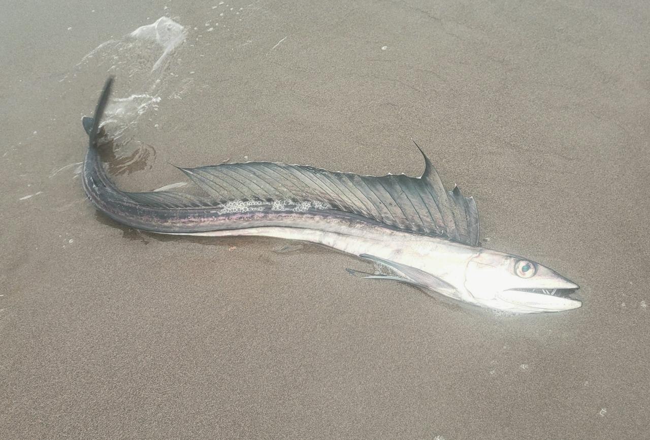 Descoperire șocantă pe o plajă din Oregon. Cum au ajuns peștii-canibali la țărm: „Nimeni nu știe sigur“