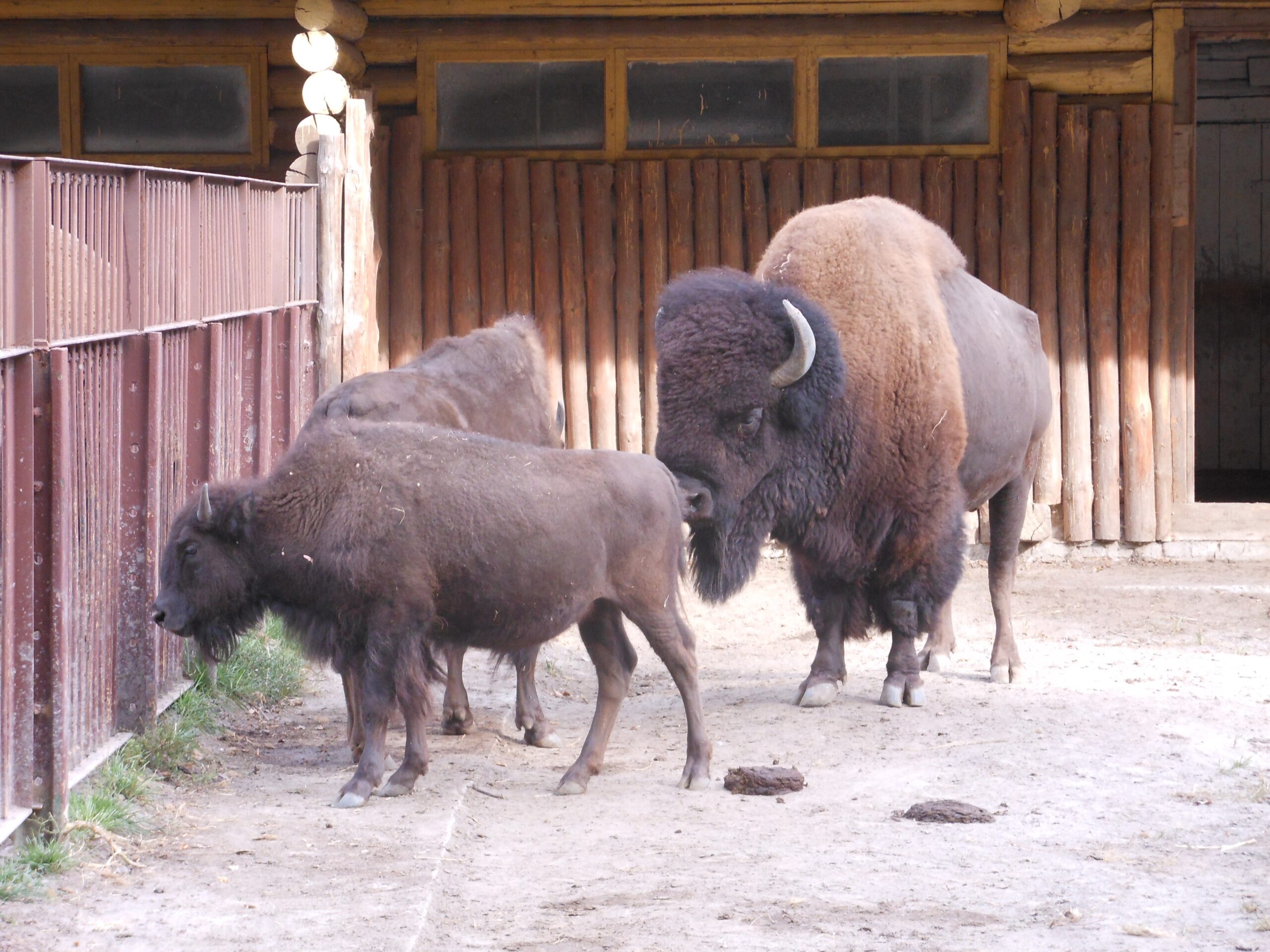 Antidepresive pentru animalele șocate de obuze, la grădina zoo din Kiev. Rusia intensifică atacurile Antidepresive pentru animalele șocate de obuze, la grădina zoo din Kiev. Rusia intensifică atacurile