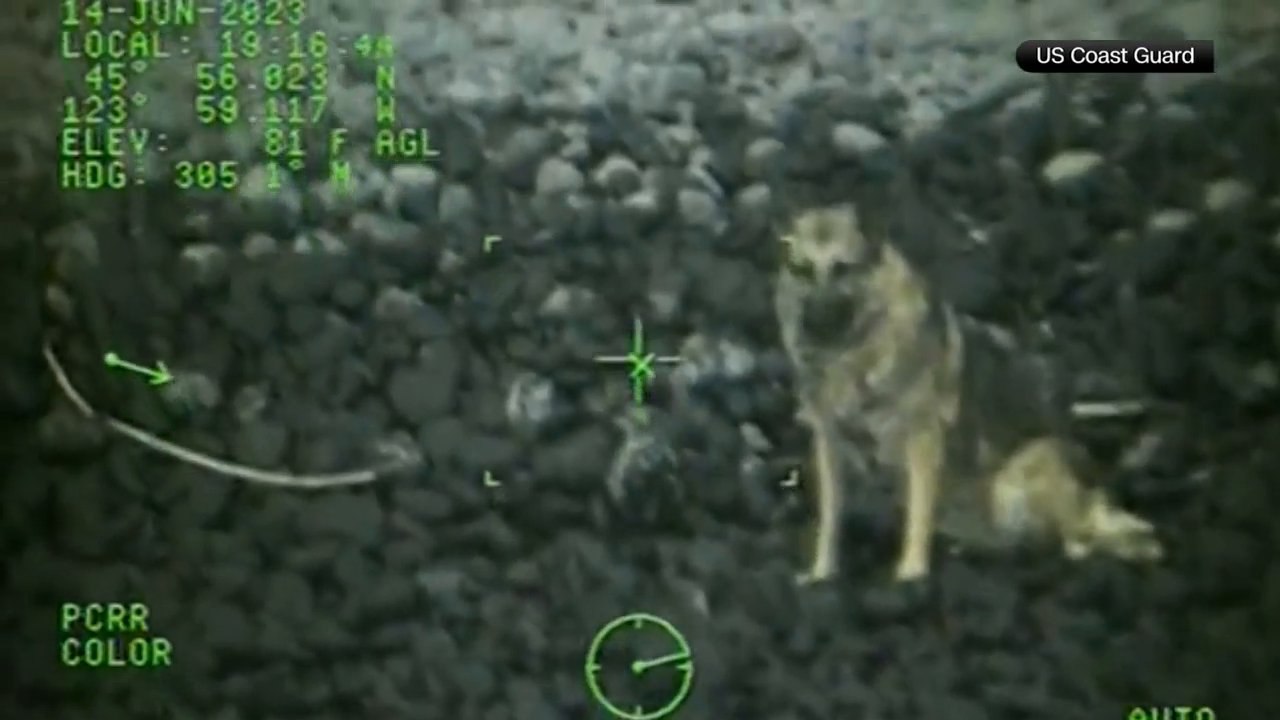 Supraviețuire miraculoasă a unui câine, căzut de la 90 de metri înălțime. A fost salvat cu elicopterul VIDEO Supraviețuire miraculoasă a unui câine, căzut de la 90 de metri înălțime. A fost salvat cu elicopterul VIDEO