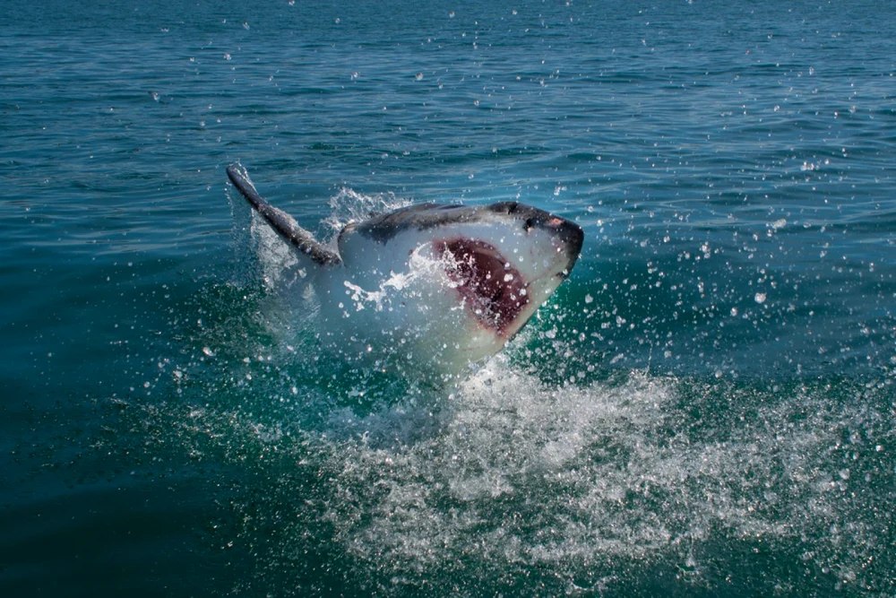 Cercetătorii egipteni au decis să mumifice rechinul care a ucis un turist rus în Hurghada