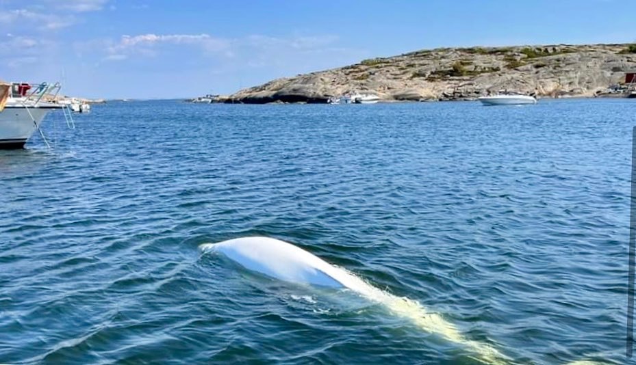 Povestea stranie a lui Hvaldimir, „balena-spion rusă”. Beluga prietenoasă este în pericol, avertizează experții VIDEO