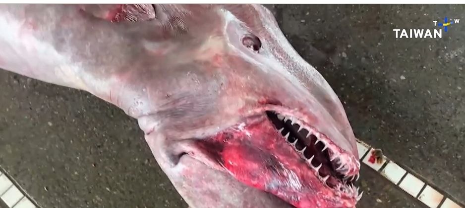 Vietate ciudată, capturată de pescari. Are 800 de kilograme și este „o specie preistorică rară“ VIDEO