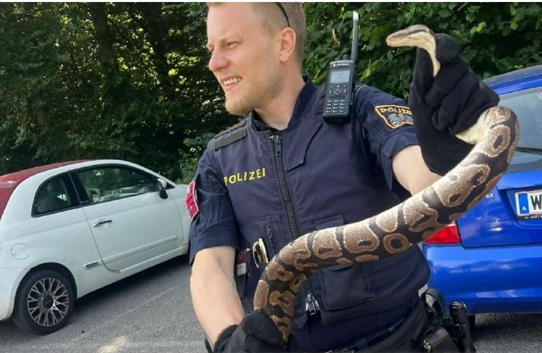 Un piton regal de 1,5 metri, descoperit lângă o parcare din Viena