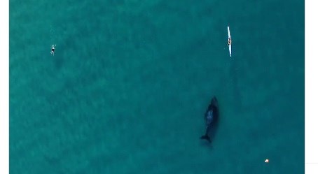 Întâlnire magică pe coastele Australiei: o balenă înoată alături de un canotor VIDEO Întâlnire magică pe coastele Australiei: o balenă înoată alături de un canotor VIDEO