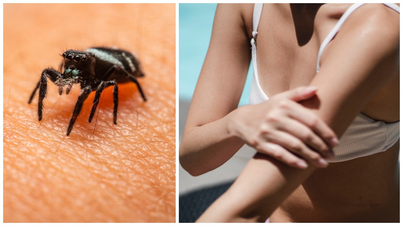 Invazia ploșnițelor de pat crează isterie în Franța și stârnește o dispută politică la Paris, în timp ce „flagelul” insectelor continuă