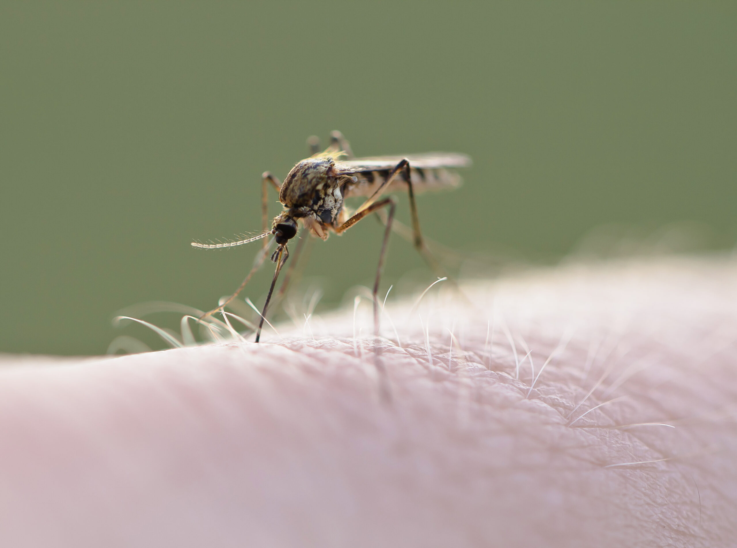 A crescut numărul de infectări cu virusul West Nile
