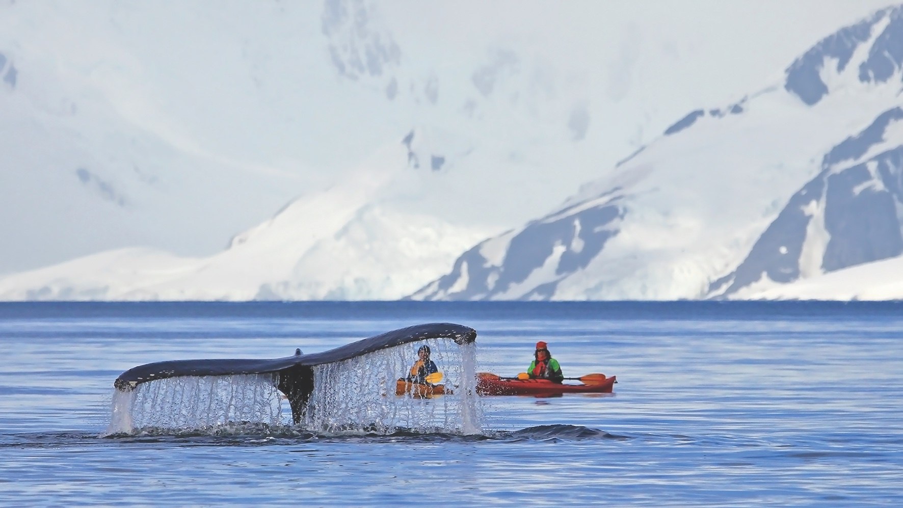 Regiunea Antarcticii, în pericol de a fi contaminată de către gripa aviară