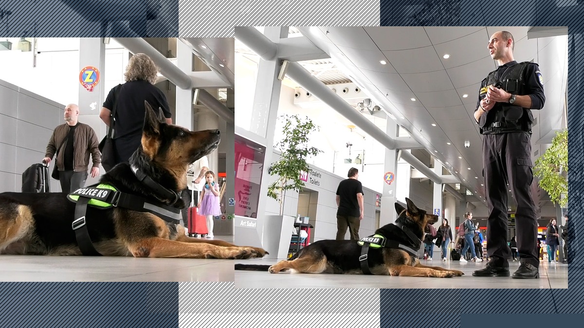 Ciobănescul german Sonya caută DROGURI în aeroport / AIR Schengen aduce măsuri sporite de securitate Ciobănescul german Sonya caută DROGURI în aeroport / AIR Schengen aduce măsuri sporite de securitate