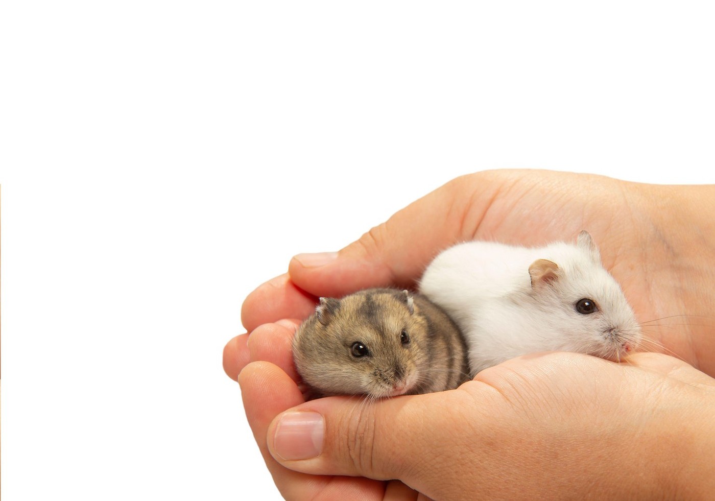 A fost descoperit un MEDICAMENT care crește speranța de viață la animale, cu 25%. Oamenii de știință speră că vor putea încetini și îmbătrânirea umană