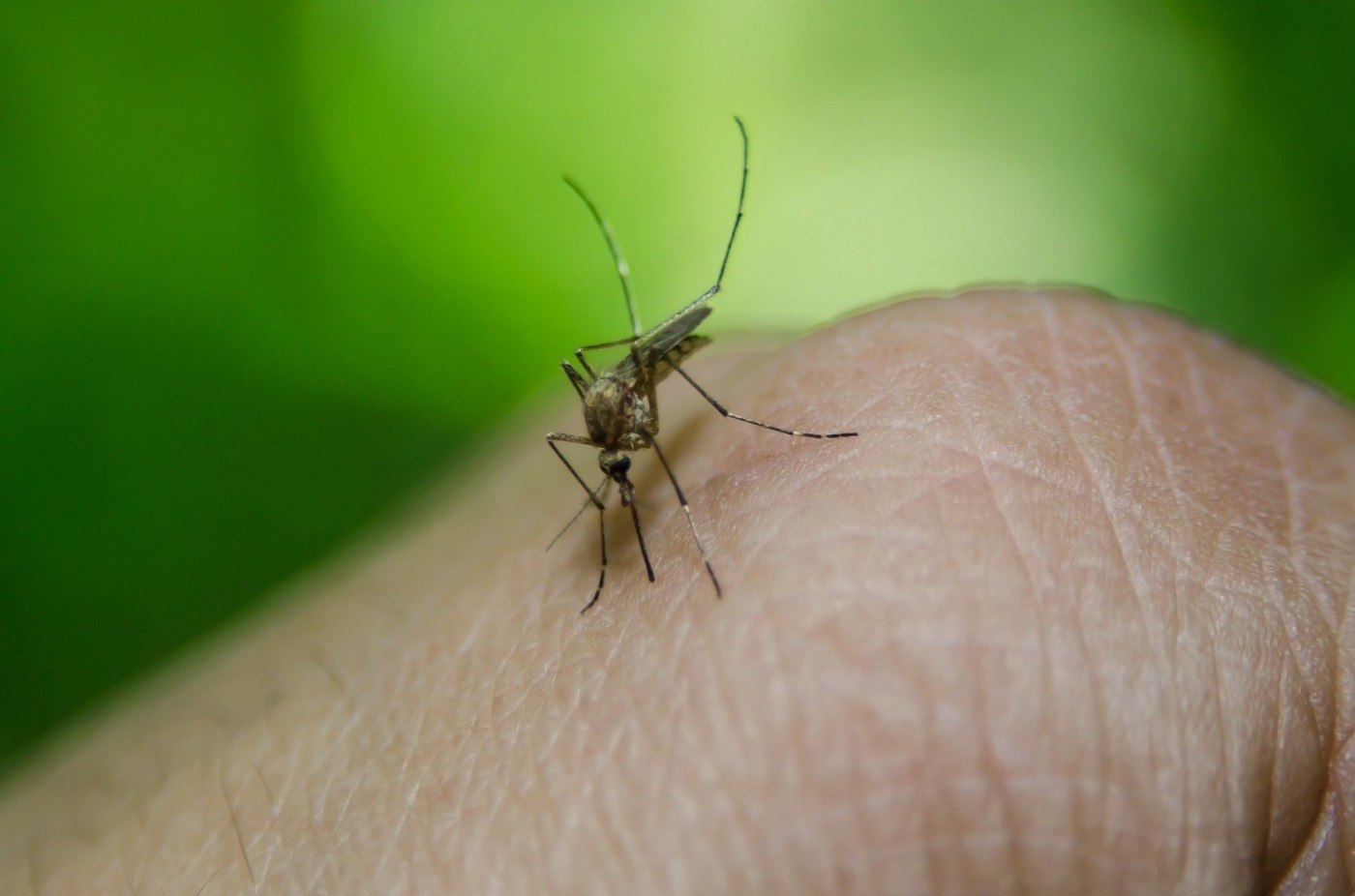 Republica Moldova: Primul caz de infectare cu virusul West Nile din 2024