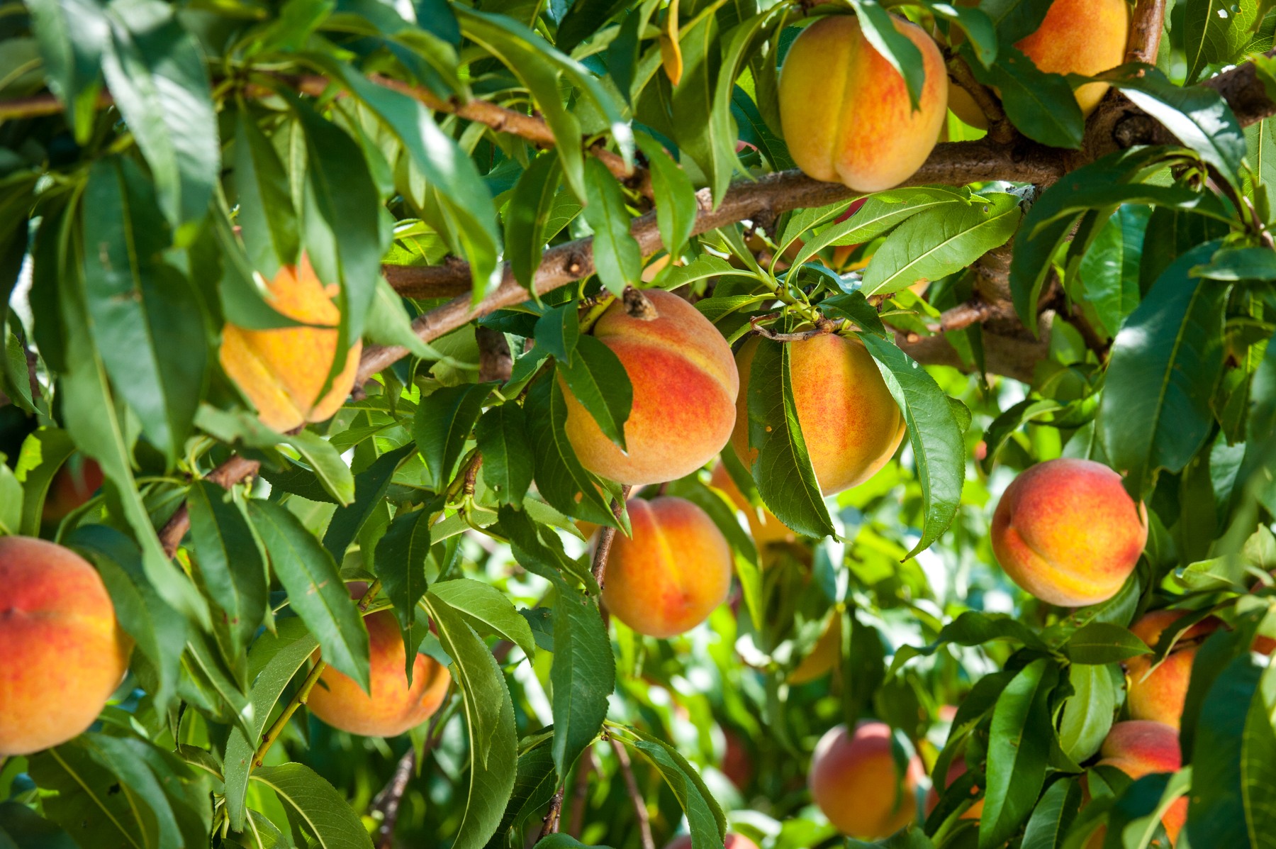 Beneficiile consumului de piersici. Un scut natural pentru întregul organism, dar periculos pentru anumite afecțiuni. Cine ar trebui să le evite
