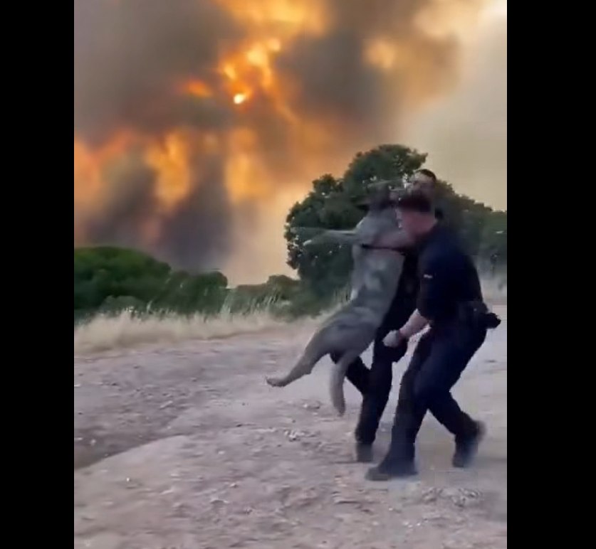 Sute de animale, salvate din incendiile din Spania. Printre ele, elefanți, crocodili și lupi