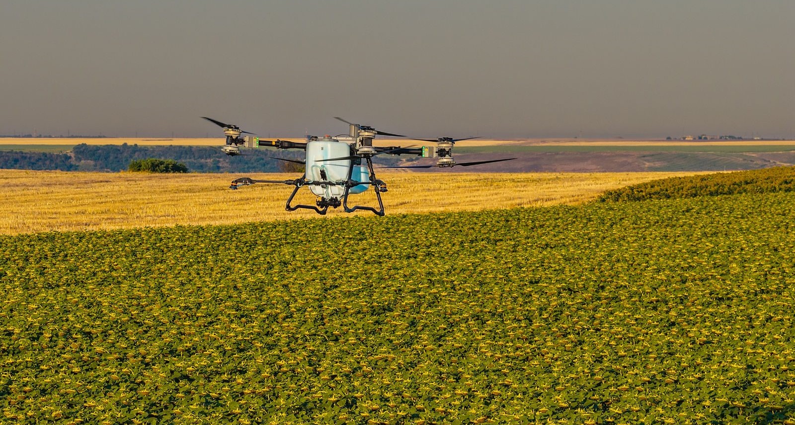 Unde nu a răsărit rapița? AEROCROP identifică zonele afectate cu ajutorul dronei Unde nu a răsărit rapița? AEROCROP identifică zonele afectate cu ajutorul dronei
